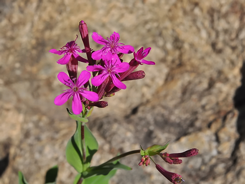 Silene armeria