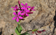 Silene armeria