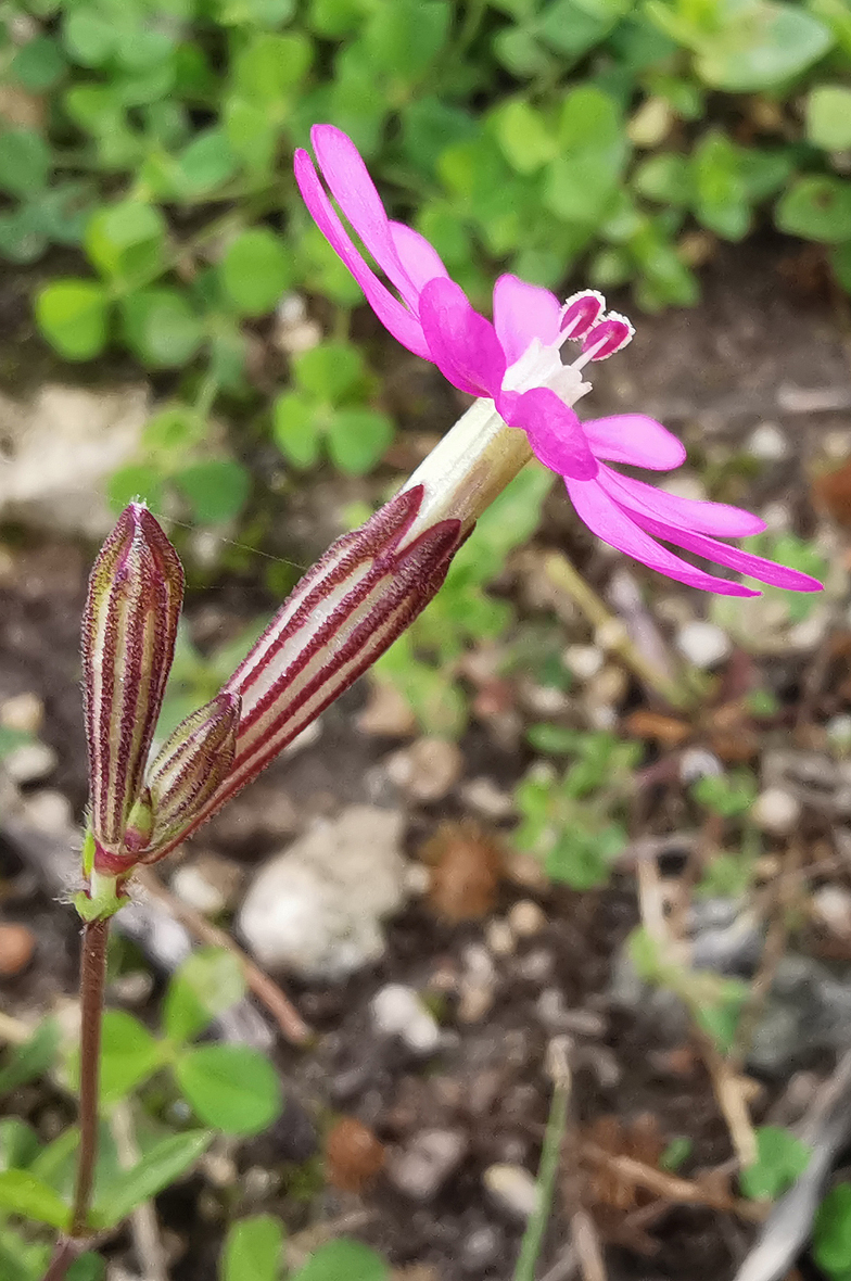 Silene colorata