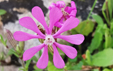 Silene colorata