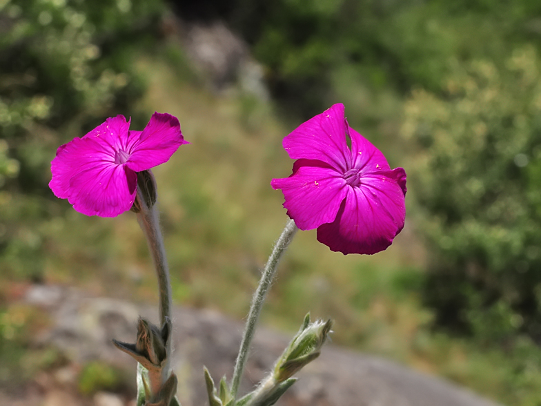 Silene coronaria