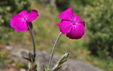 Silene coronaria