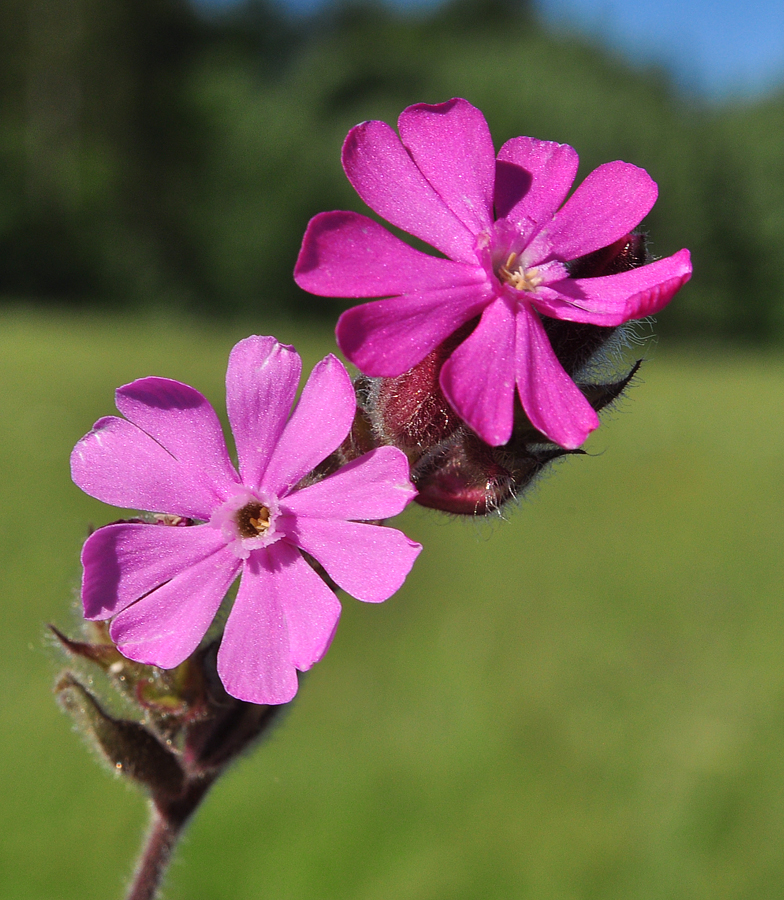 Silene dioica