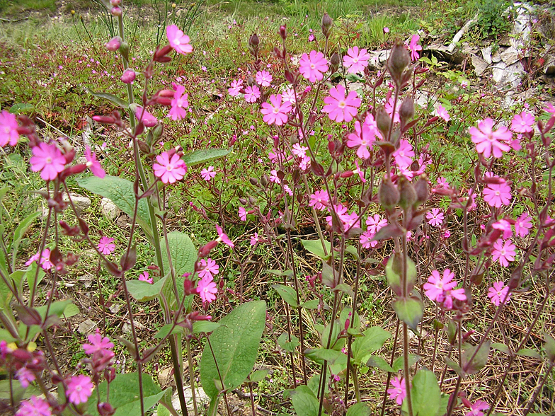 Silene dioica