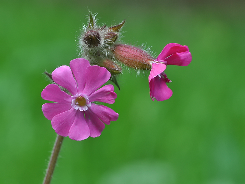 Silene dioica