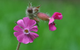 Silene dioica