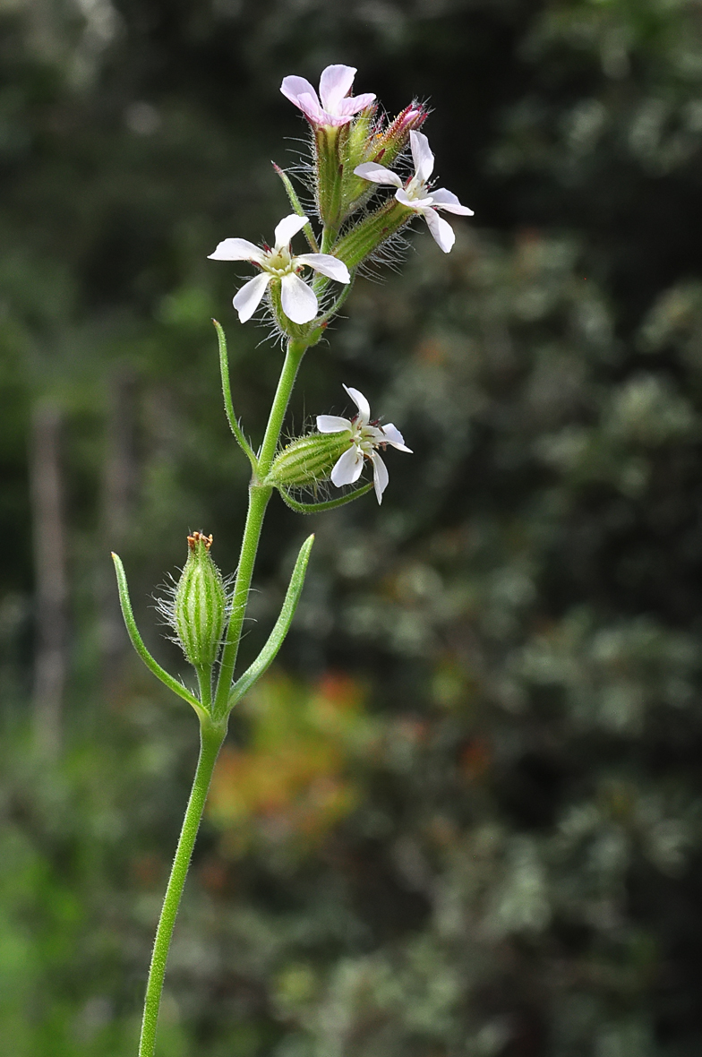 Silene gallica