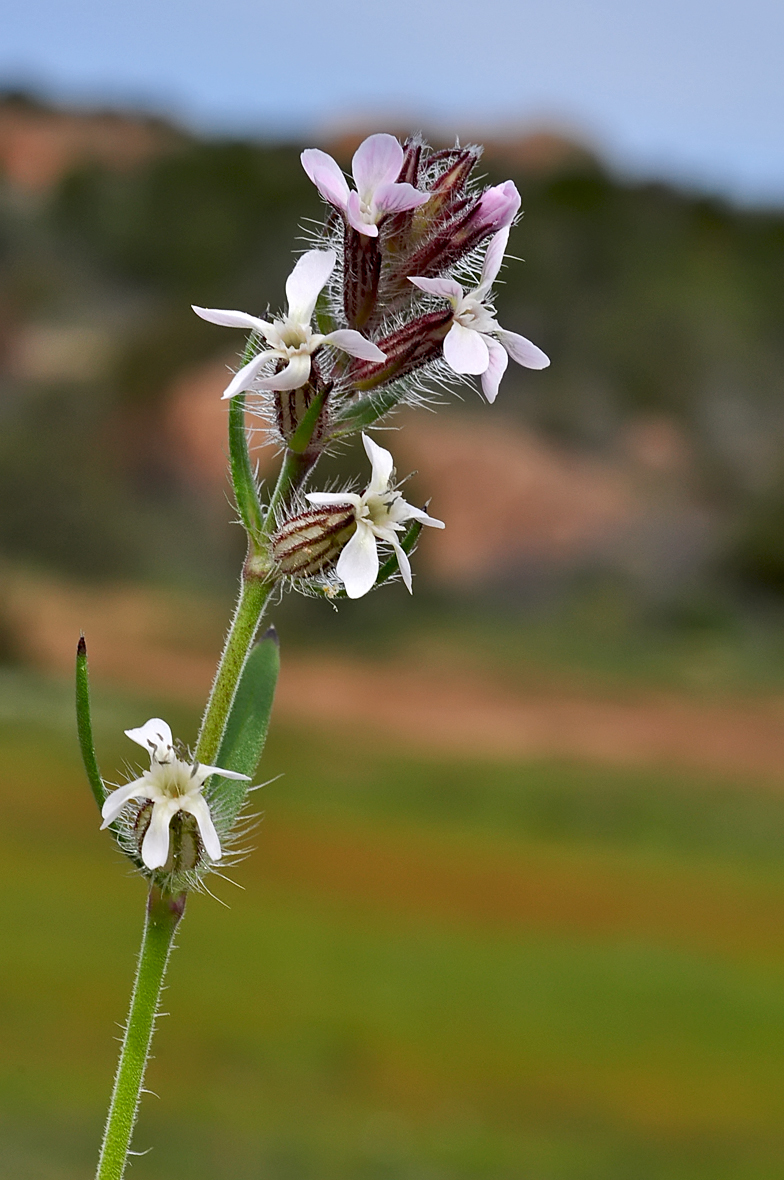 Silene gallica