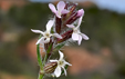 Silene gallica