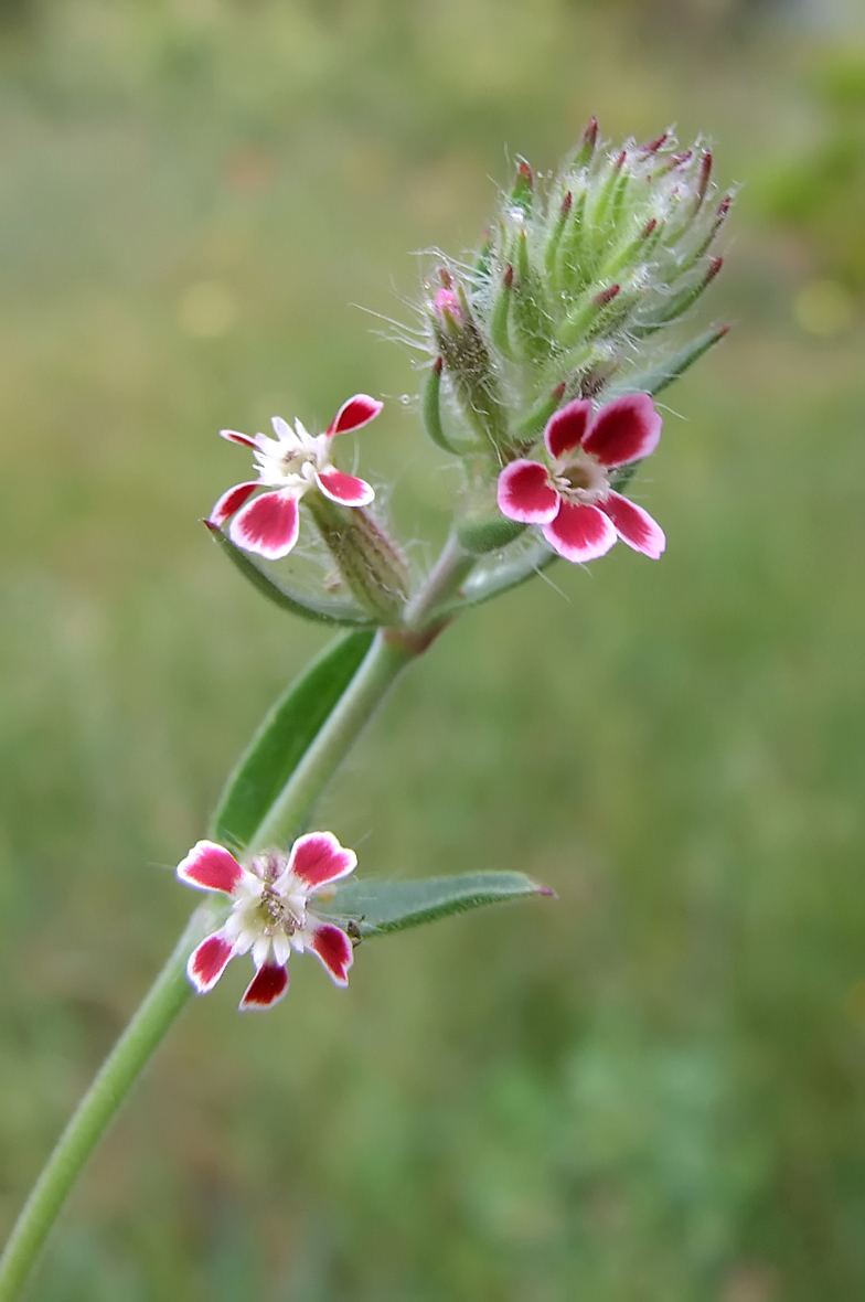 Silene gallica var quinquevulnera