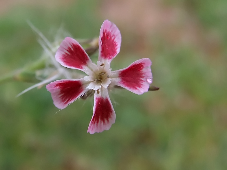 Silene gallica var quinquevulnera