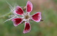 Silene gallica var quinquevulnera