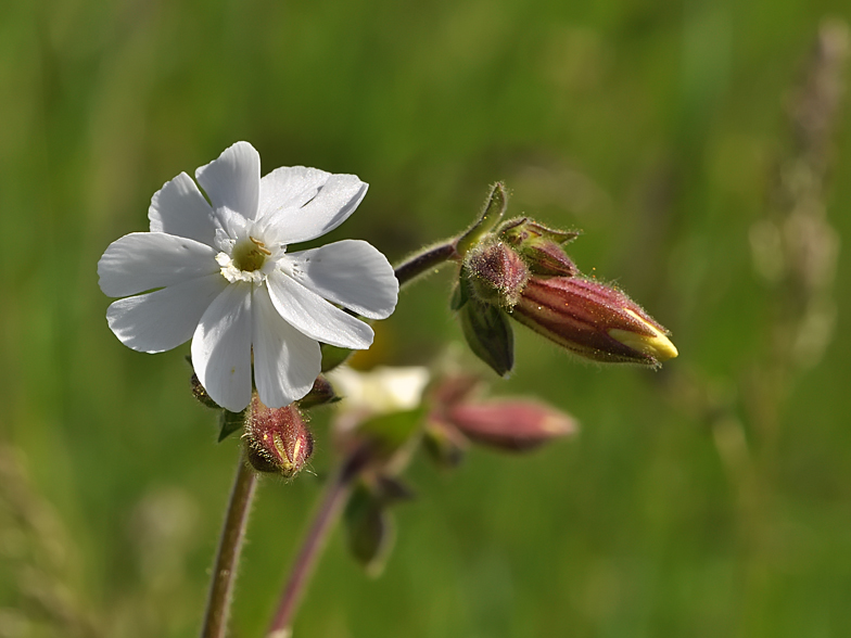 Silene_latifolia_subsp_alba