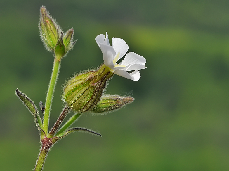 Silene latifolia subsp alba