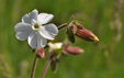 Silene latifolia subsp alba