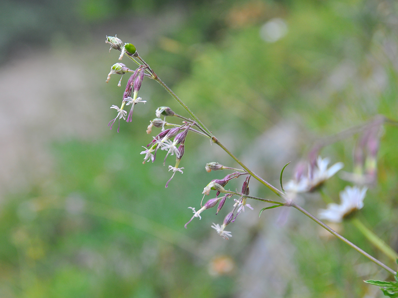 Silene nutans