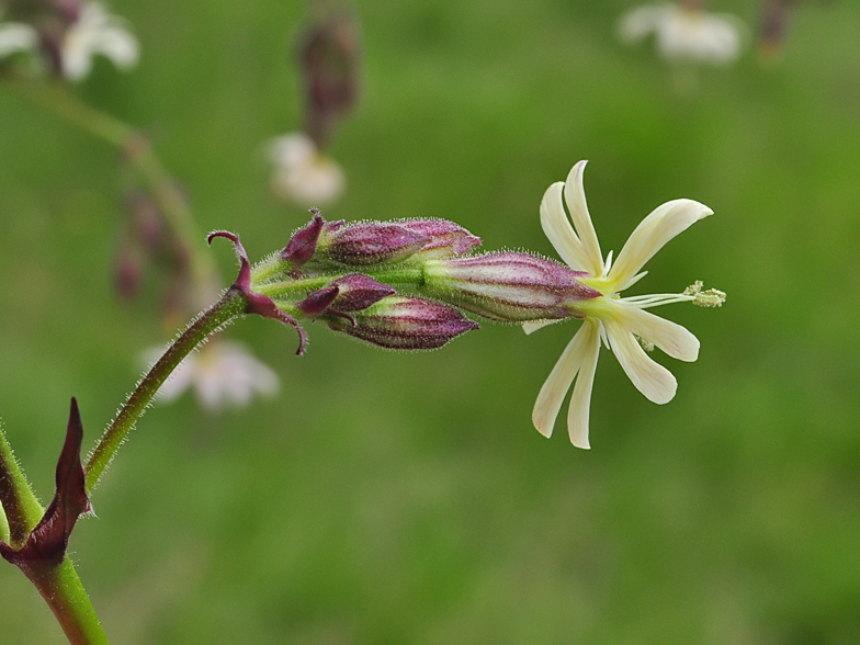 Silene nutans