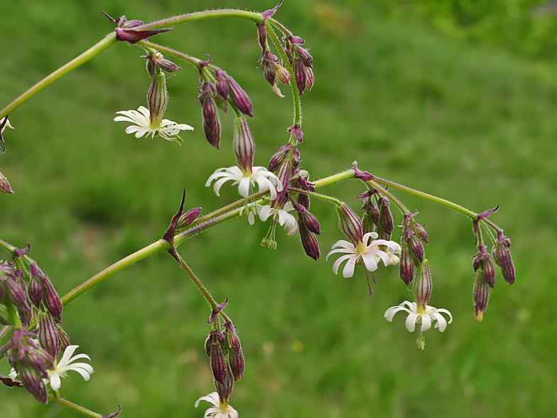 Silene nutans