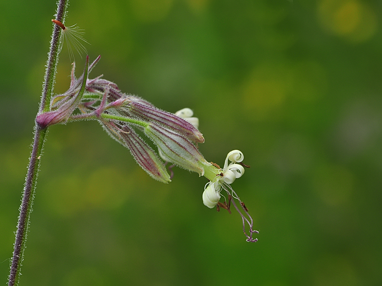 Silene nutans