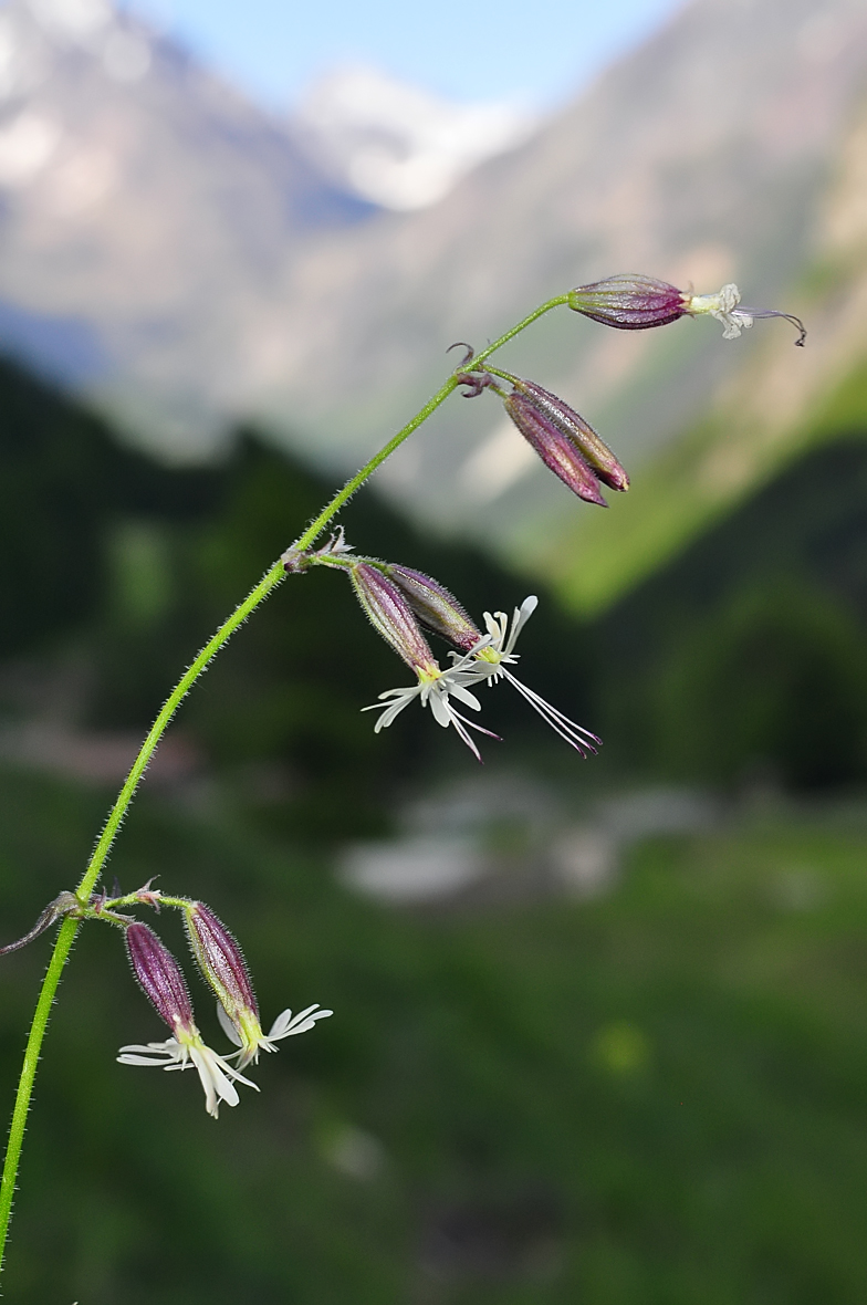 Silene nutans