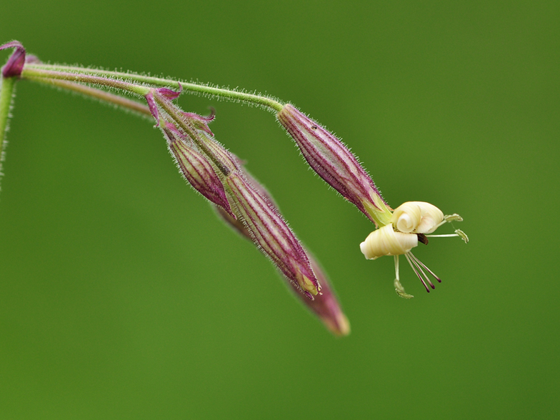 Silene nutans