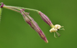 Silene nutans