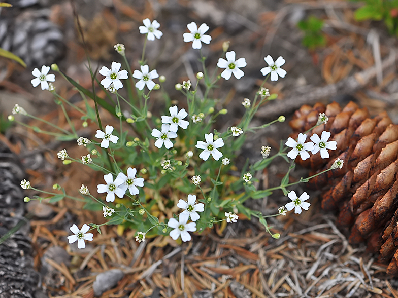 Silene rupestris