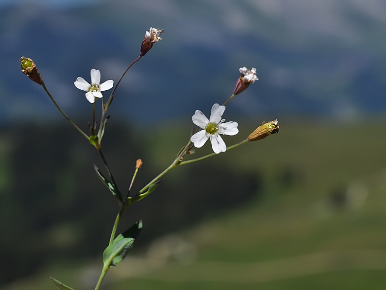 Silene rupestris