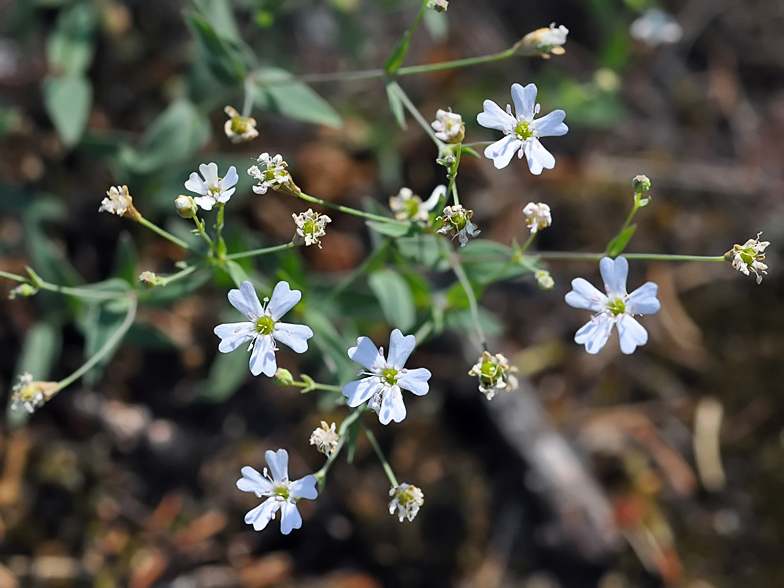 Silene rupestris