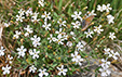 Silene rupestris