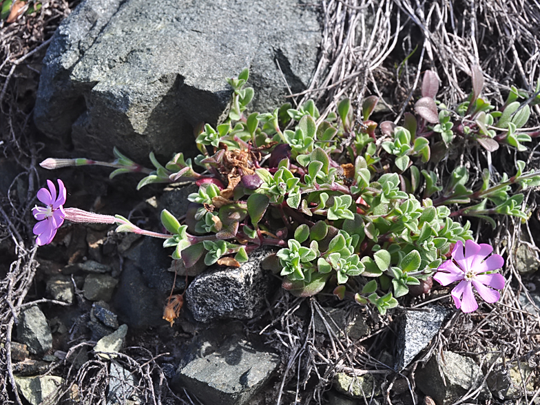 Silene sericea