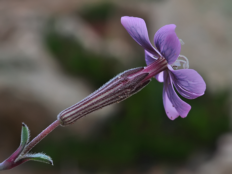 Silene sericea