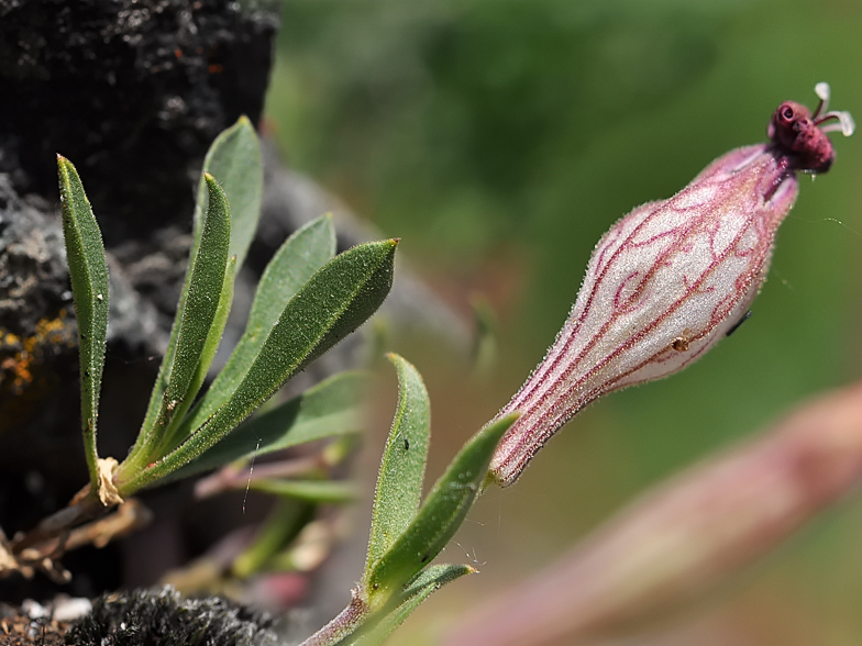 Silene vallesia