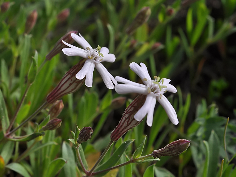 Silene vallesia