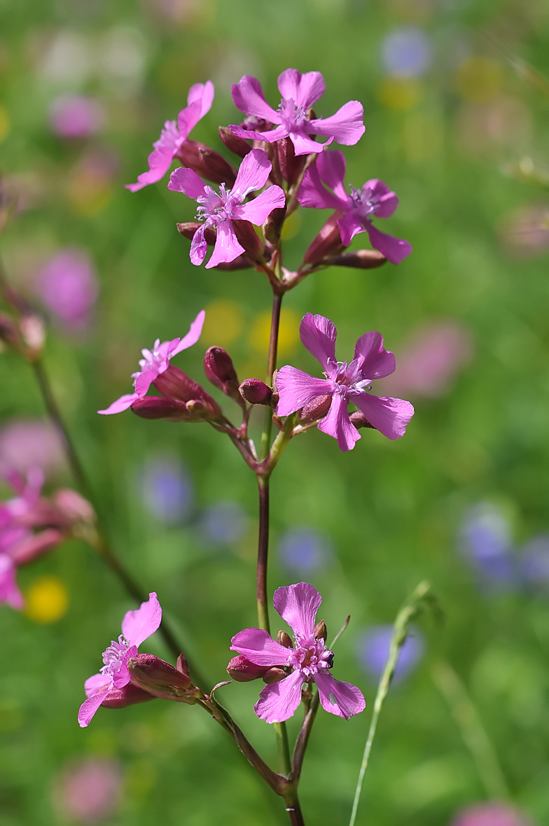 Silene viscaria