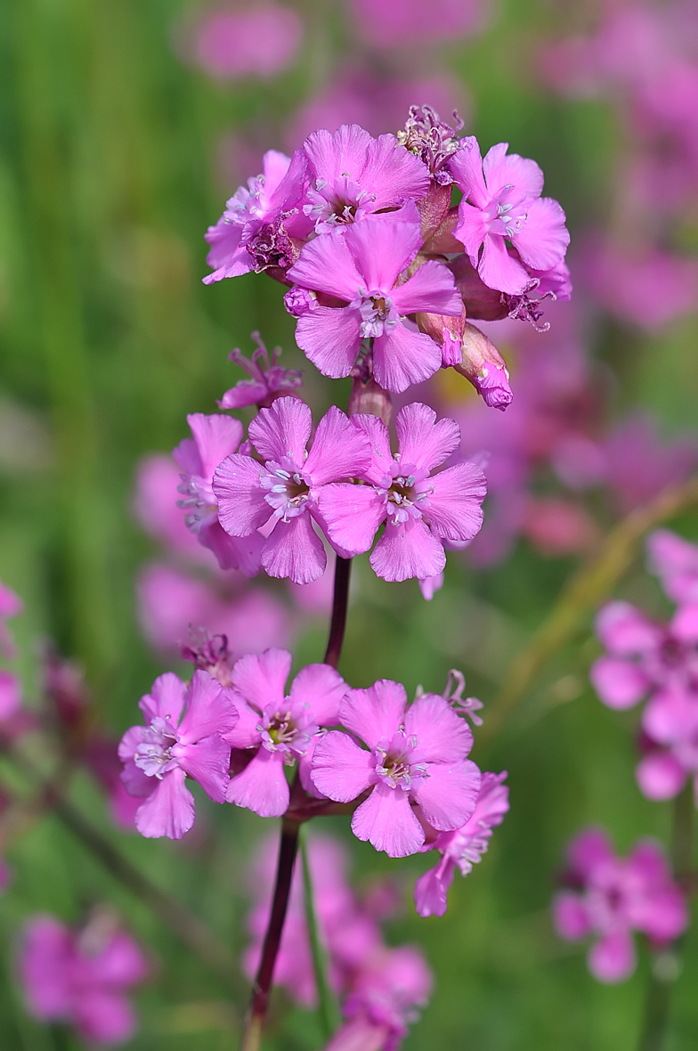 Silene viscaria