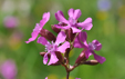 Silene viscaria