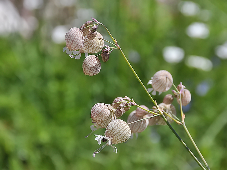 Silene vulgaris