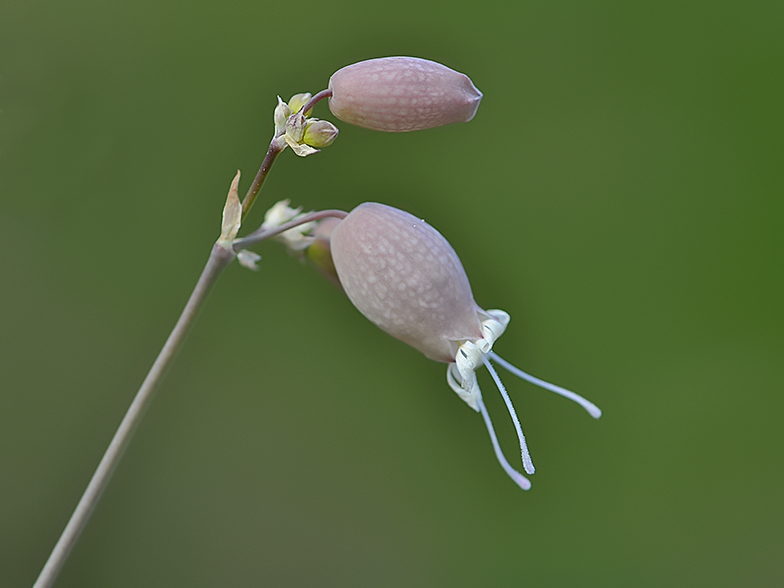 Silene vulgaris