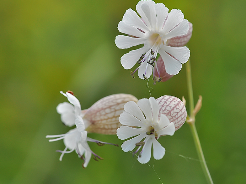 Silene vulgaris