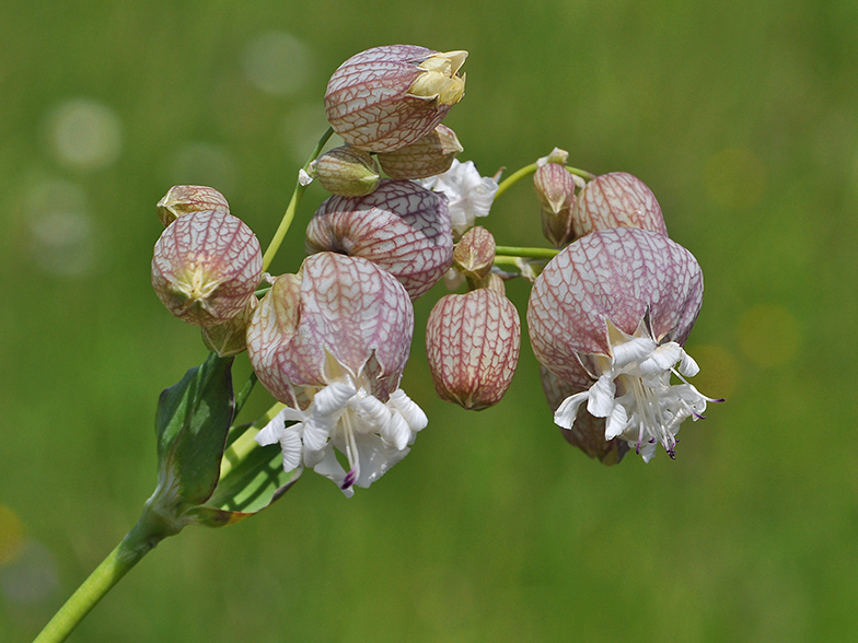 Silene vulgaris