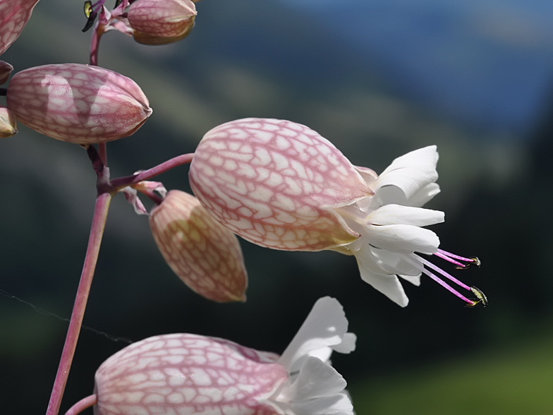 Silene vulgaris