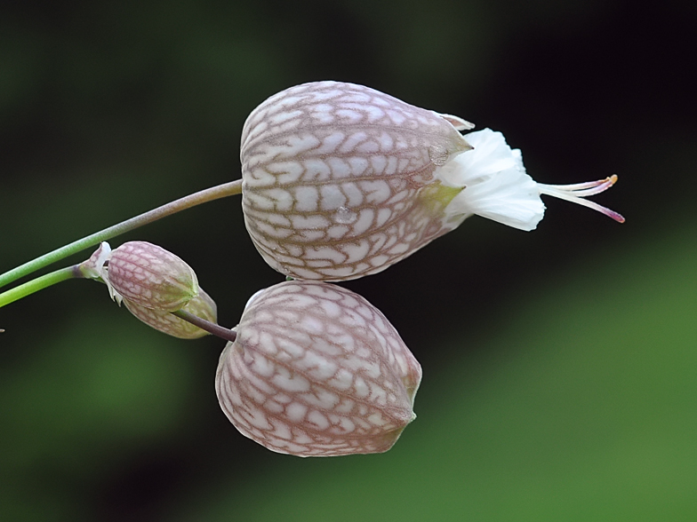 Silene vulgaris