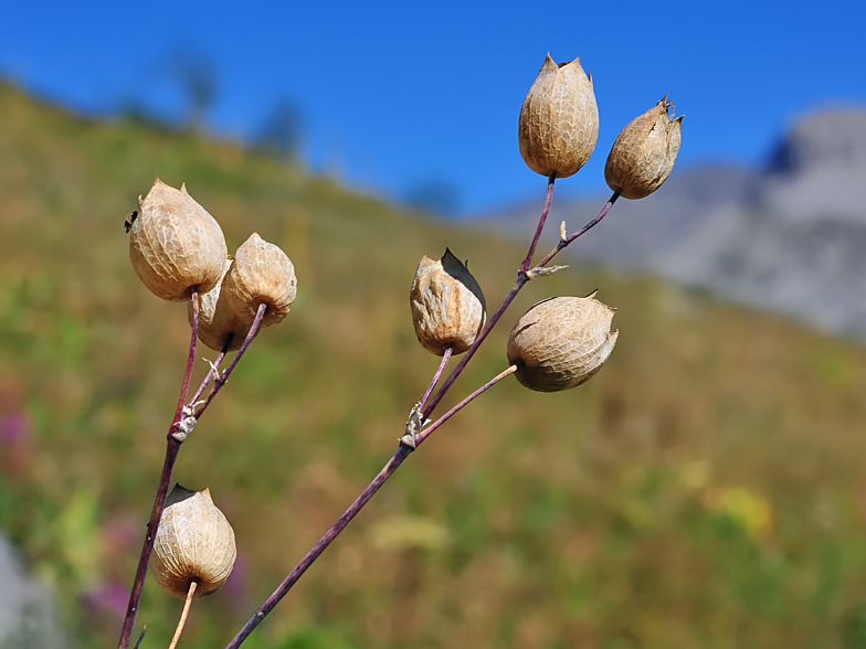 Silene vulgaris