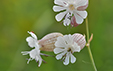 Silene vulgaris