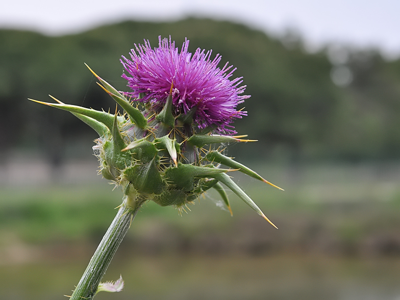 Silybum marianum