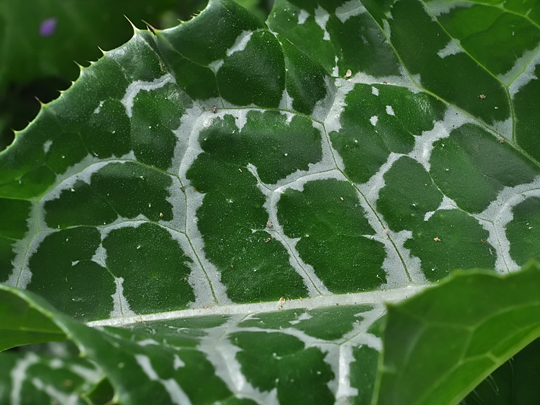 Silybum marianum