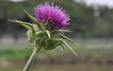 Silybum marianum