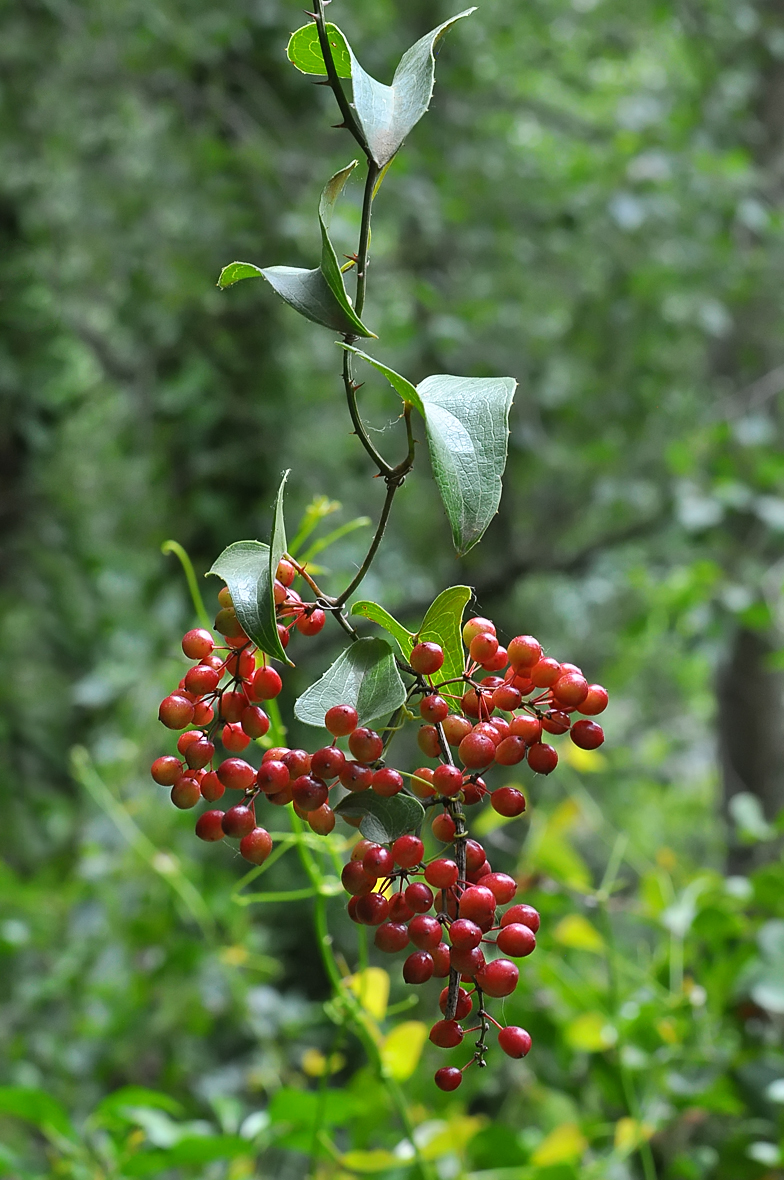 Smilax aspera