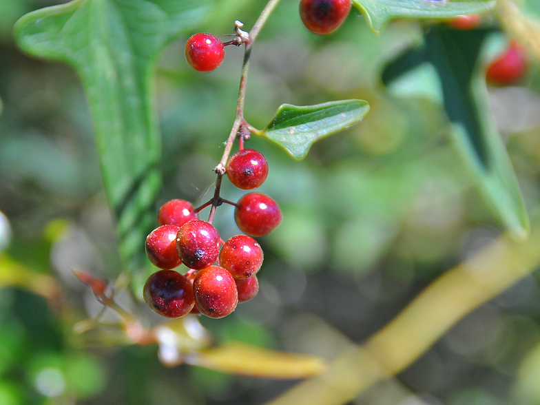 Smilax aspera